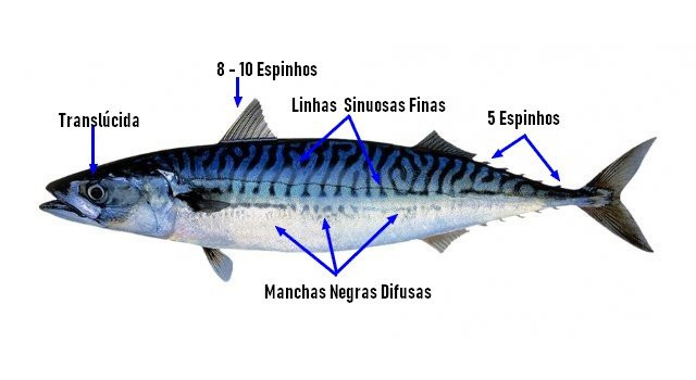 Identificar cavala, Scomber colias