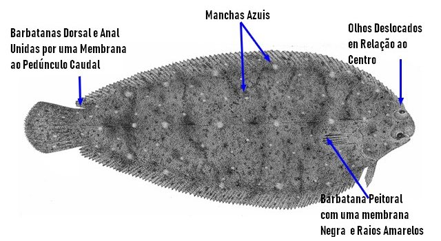 Linguado, Solea senegalensis