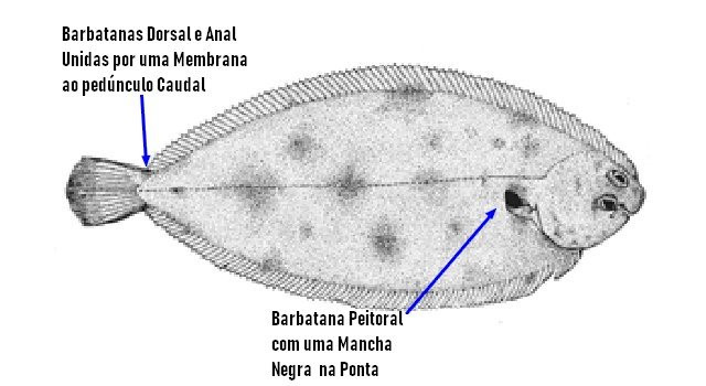 Linguado, Solea solea