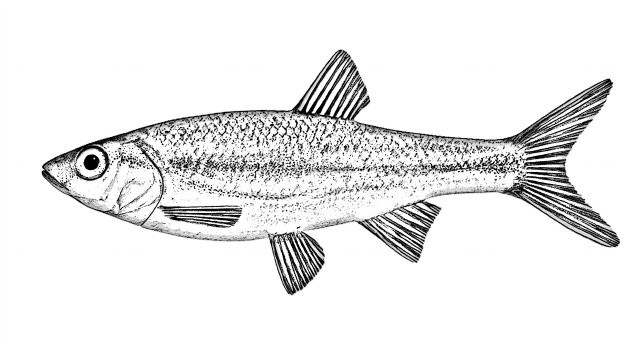 Squalius alburnoides